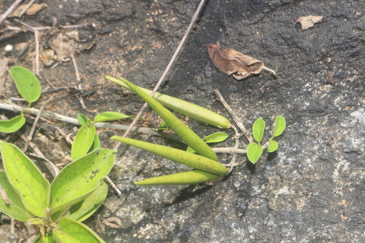 Gymnema sylvestre (Retz.) R.Br. ex Sm.